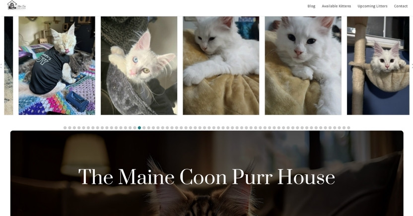 Maine Coon Purr House